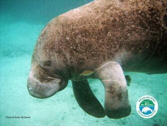 Manatee Wallpaper