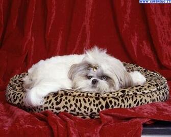 HD Wallpaper Shih Tzu X Kb Jpeg