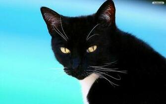 Cat Wallpaper Photo Desktop