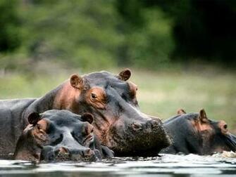 Hippopotamus Wallpaper Related Keywords Suggestions