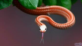 Snake Wallpaper For Desktop Snakes