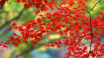Red Autumn Leaves Wallpaper HD Wallpaperia