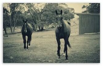 Horses Modern Vintage Photography HD Wallpaper For Standard