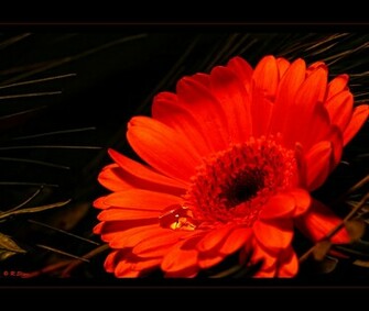 HD Desktop Wallpaper Widescreen For In High Quality