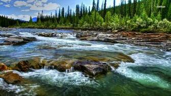 Forest Stream Wallpaper Nature