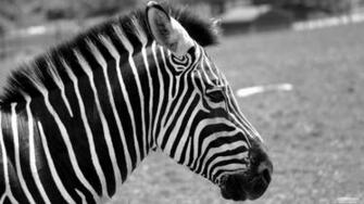 Zebra Wallpaper