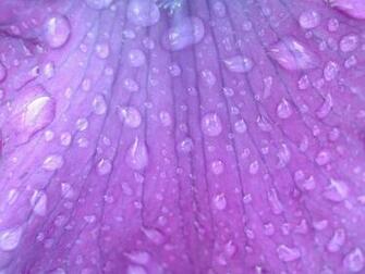Beautiful Purple Background For Desktop Best HD Wallpaper