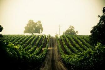 Gallery Napa Wine Coach