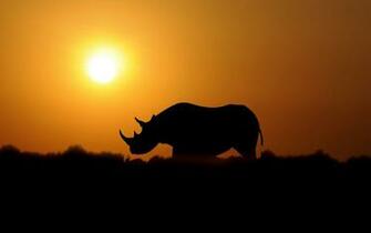 Rhino HD Wallpaper Background Image Id