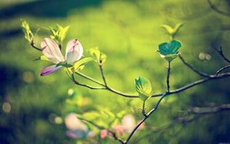 Best HD Wallpaper Widescreen Desktop Pc