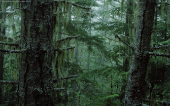 Rainforest Wallpaper HD