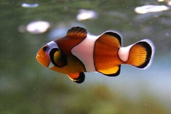 Clown Fish Wallpaper Wallpapermine