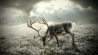 Sunlight Sunbeam Christmas Wallpaper