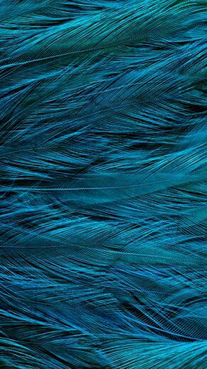 iPhonepapers iPhone Wallpaper Vt31 Feather Blue Bird