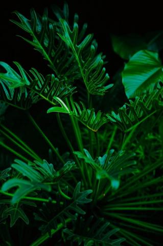 Backyard Medicine Medicinal Plants And Their Uses Wikipedia