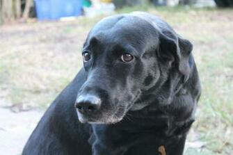 Black Labrador Retriever HD Wallpaper Dogbreedswallpaper