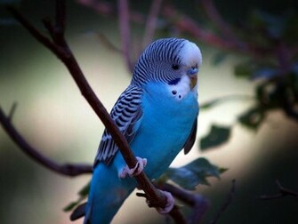 Teaching Your Parakeet To Talk