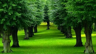Trees The Natural Source Of Oxygen And Earth Planet