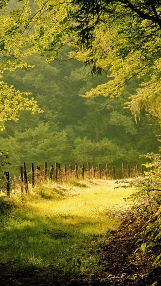 Summer Day In The Forest iPad Wallpaper
