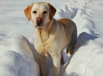 Labrador Retriever