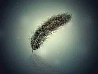 HD Wallpaper Feathers