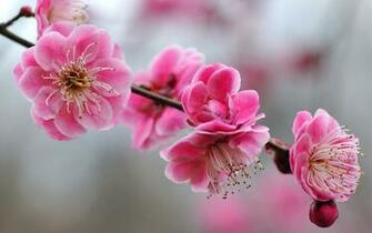 Cherry Blossoms Wallpaper Blossom Walls
