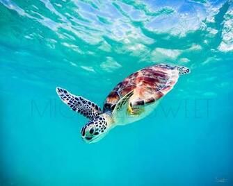 Baby Honu Maui Hands