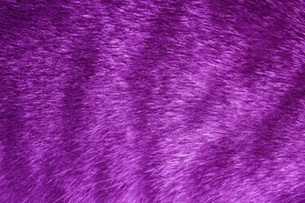 Purple Tabby Fur Texture Picture Photograph Photos Public