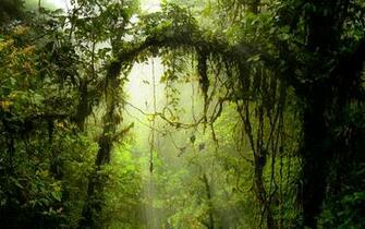 Forest HD Wallpaper Background Image Id