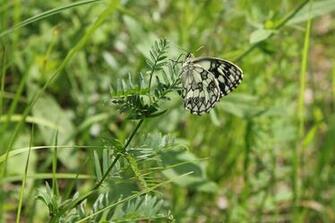 Biologia Preto Borboleta Voar Verde Inseto Naturais Bath