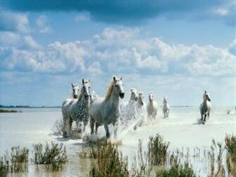 White Horses Desktop Pc And Mac Wallpaper