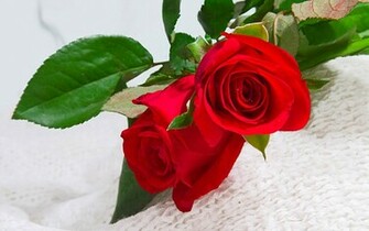 Red Rose Flower HD Wallpaper Image Pictures Tattoos And