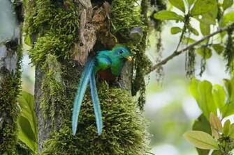 Quetzal High Definition Wallpaper Cool Nature
