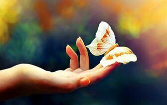 Butterfly Wallpaper X