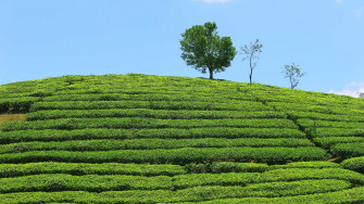 Vagamon Scotland Of Asia Eco Tourism Destination Paragliding
