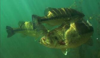 Black Bass Photo And Wallpaper Cute Pictures