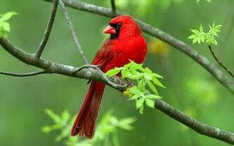 Fancy Birds HD Wildlife Photography Wallpaper