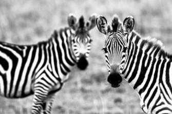 Wildlife Zebra HD Wallpaper