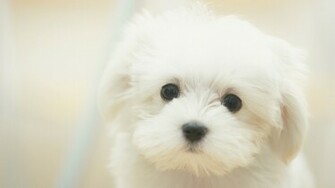 Animal HD Wallpaper 1080p Widescreen