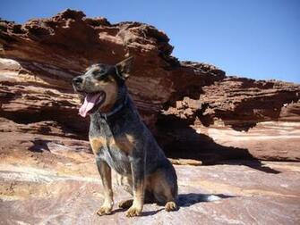 Best Queensland Heeler Wallpaper Blue