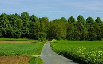 Countryside Road Heading To The Forest Wallpaper World
