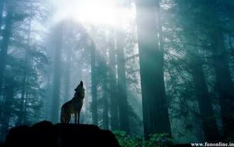 Dark Forest