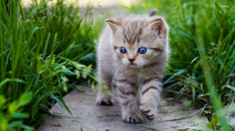 Cute Cat Wallpaper For Desktop