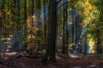 Fairy Forest Wallpaper