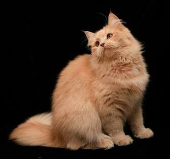 Kurilian Bobtail Cat Computer Screen Saver Pc Desktop Wallpaper