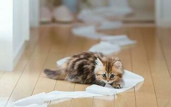 Funny Cat Photo With A Young Little Kitten Playing