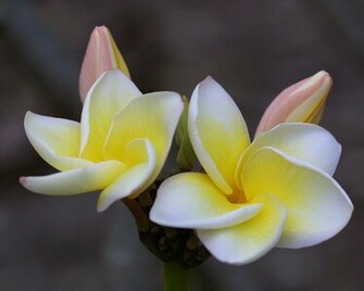 Plumeria Background Set