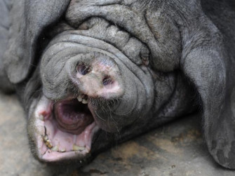 Ugly Animal Wallpaper