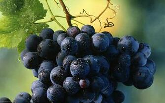 Grapevine Pixels Wallpaper Tagged Flower