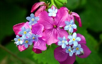 Wallpaper Spring Flowers Desktop